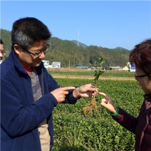 茶緣人生